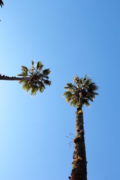 写真 澄んだ青い空に照らされた棕の低角度の景色