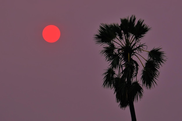 Фото Низкоугольный вид пальмы на чистом небе
