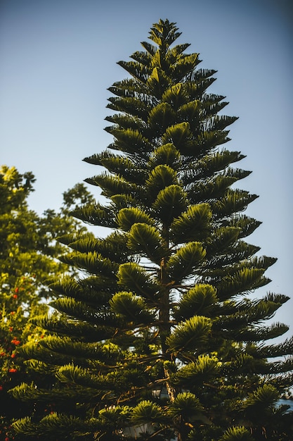 Фото Низкоугольный вид пальмы на небо