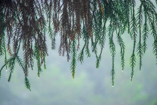 写真 空に照らされた棕 ⁇ 樹の低角度の眺め