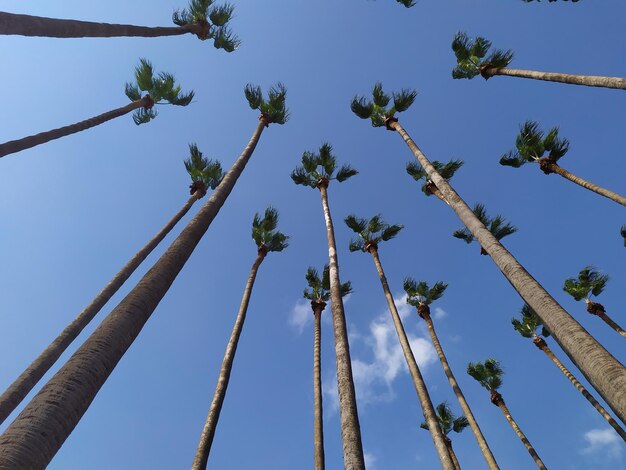 写真 青い空に照らされた棕 ⁇ 樹の低角度の眺め