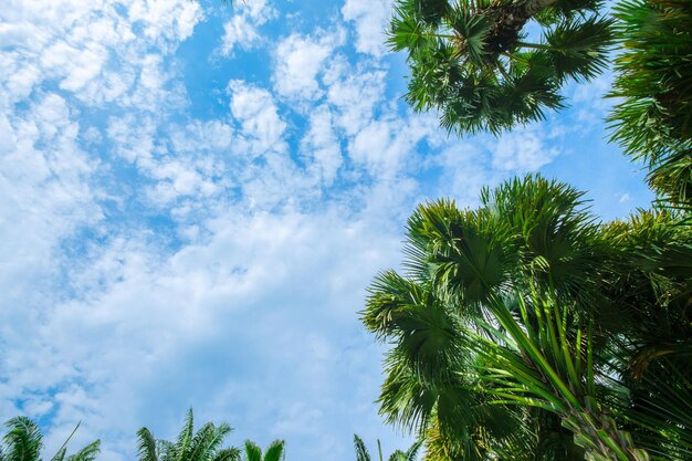 Фото Низкий угол зрения на пальмы на фоне голубого неба