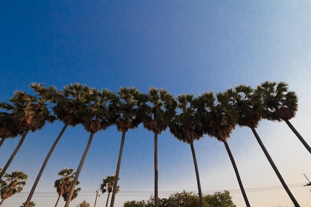 写真 澄んだ青い空を背景に低角度のナツメヤシの景色