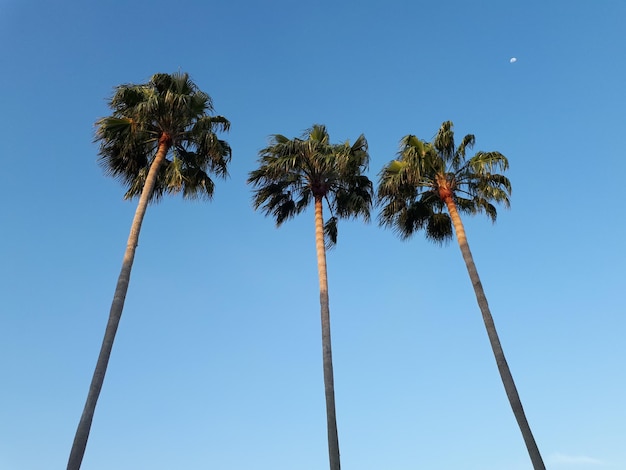 写真 澄んだ青い空を背景に低角度のナツメヤシの景色