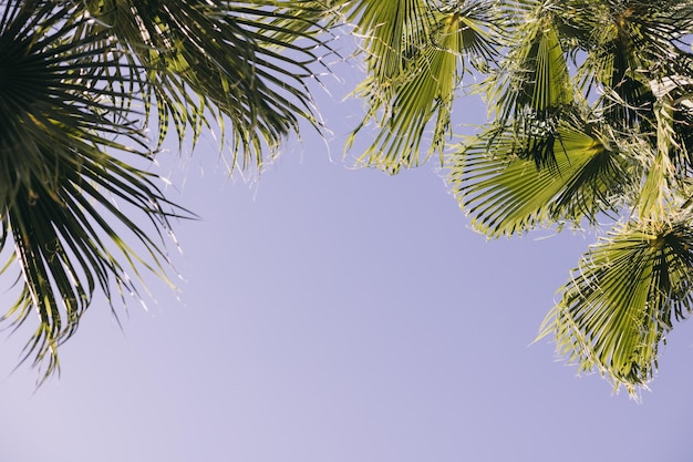 Фото Низкоугольный вид пальмовых деревьев на небе