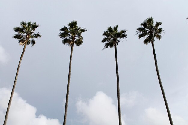 写真 空に照らされた棕の低角度の景色