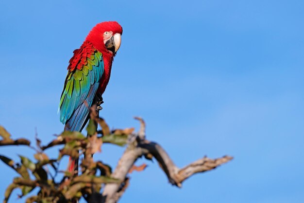 写真 青い空を背景に枝に座っているオオカミの低角度の景色