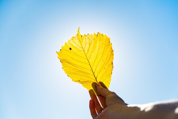 Фото Низкоугольный вид человека, держащего желтый лист на небе