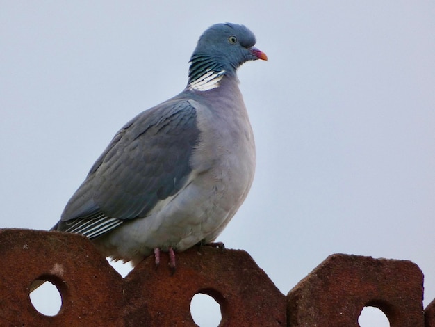 Фото Низкоугольный вид голубя, сидящего на крыше напротив неба