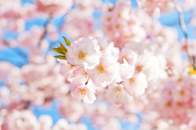 写真 木の上で成長するピンクの桜の低角度の景色