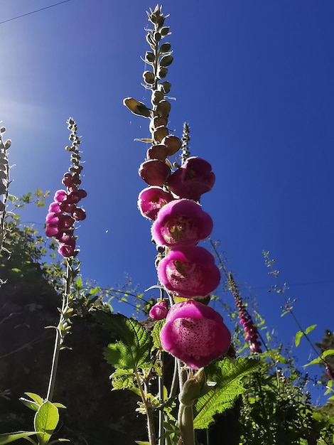 사진 푸른 하늘 을 배경 으로 핑크색 꽃 이 피는 식물 의 낮은 각도 시각