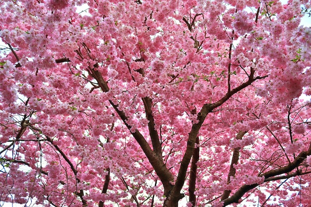 写真 ピンクの花がく木の低角度の眺め