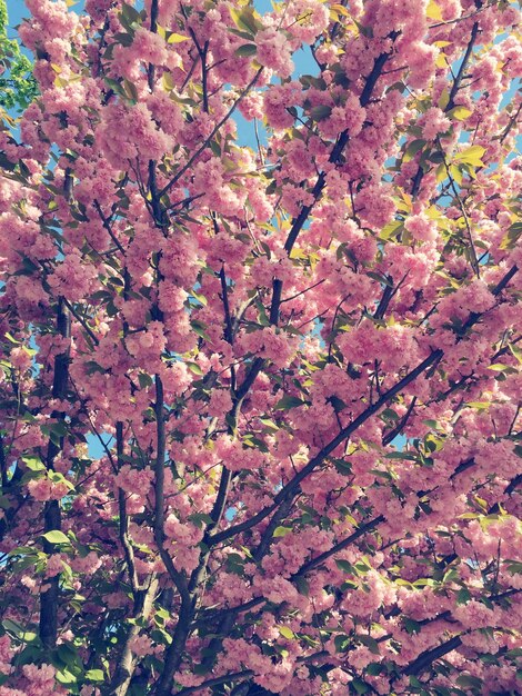 写真 ピンクの花を ⁇ かせる木の低角度の眺め