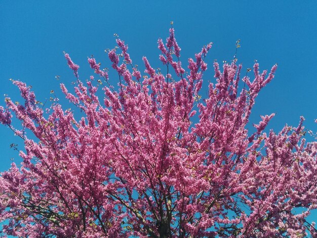 写真 天空を背景にピンクの花を低角度で眺める