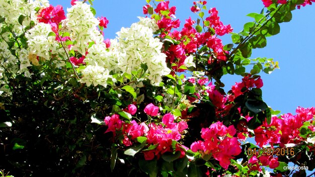 写真 ピンクの花の低角度の眺め