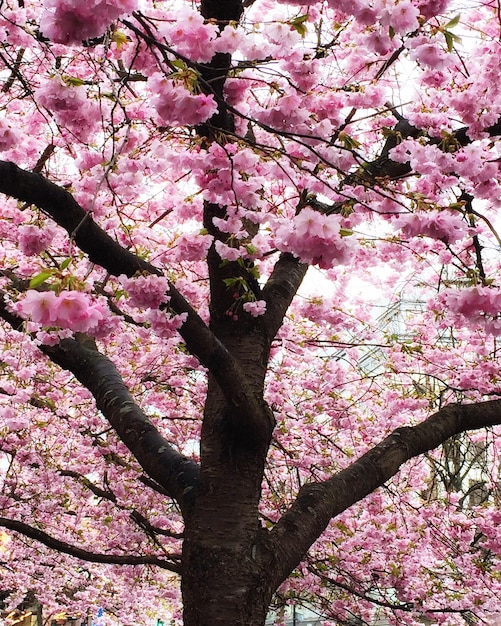 写真 ピンクの花の低角度の眺め