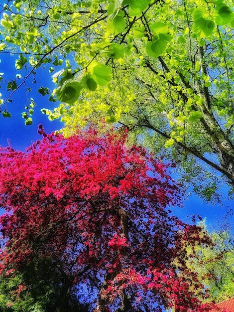 写真 ピンクの花の低角度の眺め