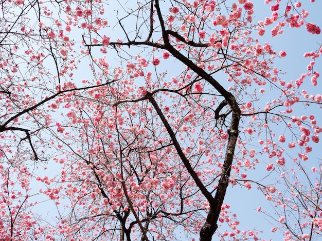 写真 青い澄んだ空の下で花をかせている黒い枝のピンクのサキュラの低角度の景色