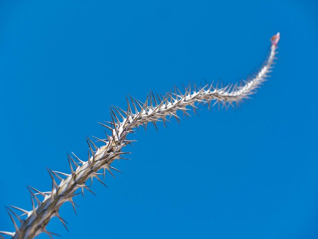 写真 青い空を背景にした低角度の植物の景色