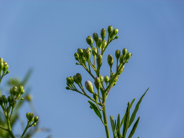 写真 青い空を背景にした低角度の植物の景色