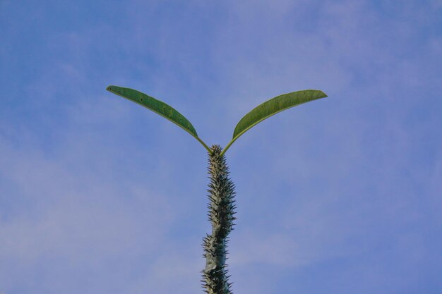 写真 青い空を背景にした低角度の植物の景色