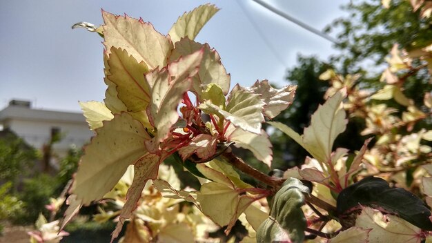 写真 天空を背景にした低角度の植物の景色