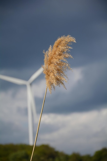 写真 天空を背景にした低角度の植物の景色