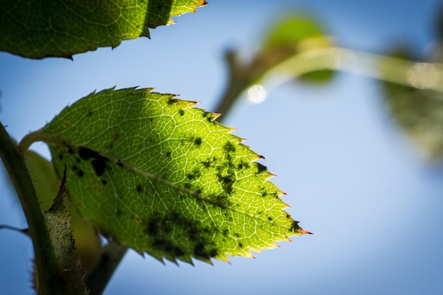 写真 天空を背景にした低角度の植物の景色