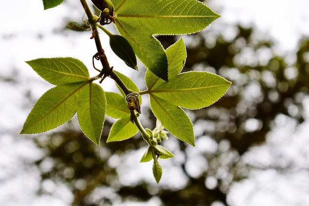 写真 木の上で成長する植物の低角度の視点