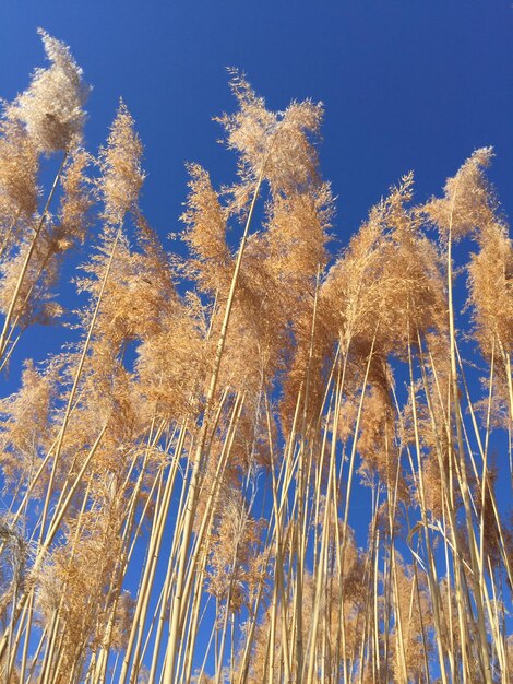 写真 青い空を背景にした植物の低角度の写真