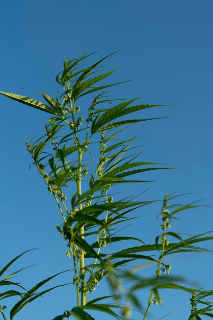 写真 澄んだ青い空を背景にした植物の低角度の景色