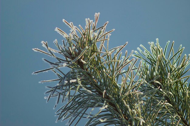 写真 明るい空を背景にした植物の低角度の景色