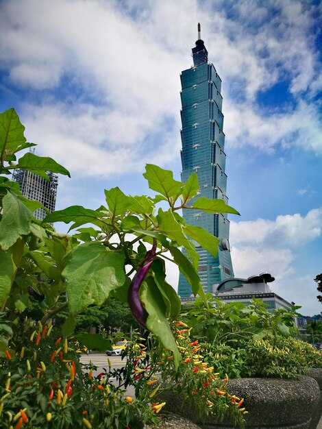 写真 雲の空を背景にした植物の低角度の写真