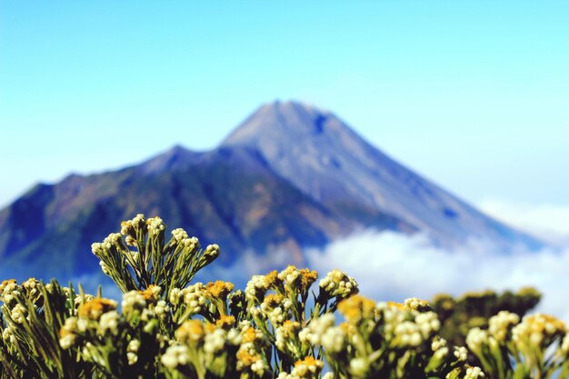 写真 山の背後にある植物の低角度の視点