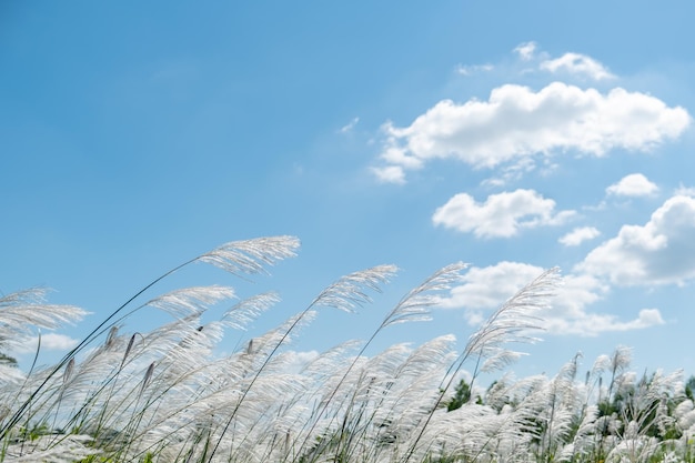 写真 天空を背景にした植物の低角度の景色