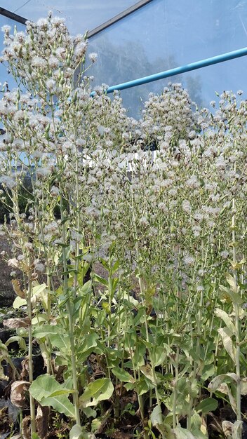 写真 天空を背景にした植物の低角度の眺め