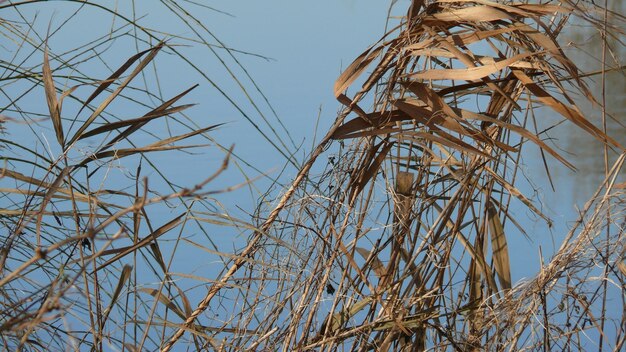 写真 天空を背景にした植物の低角度の眺め