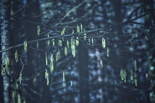 写真 森林の植物や木の低角度の視点