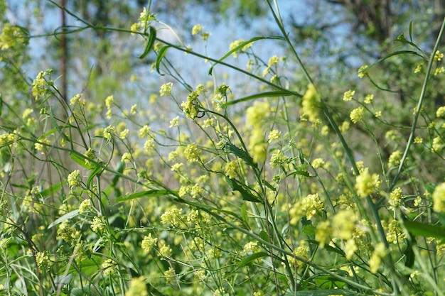 写真 空に照らして畑で成長する植物の低角度の視点