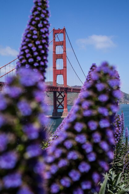 写真 青い空を背景に紫色の花をかせる植物の低角度の眺め