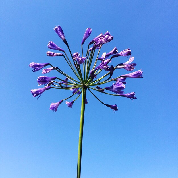 写真 澄んだ青い空を背景に紫色の花を低角度で眺める