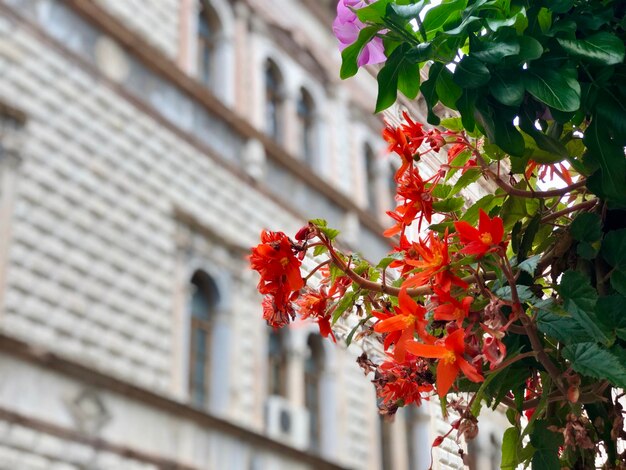 写真 建物の反対側の赤い花の植物の低角度のビュー