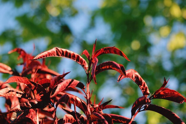 写真 空に照らされた赤い花の植物の低角度の景色