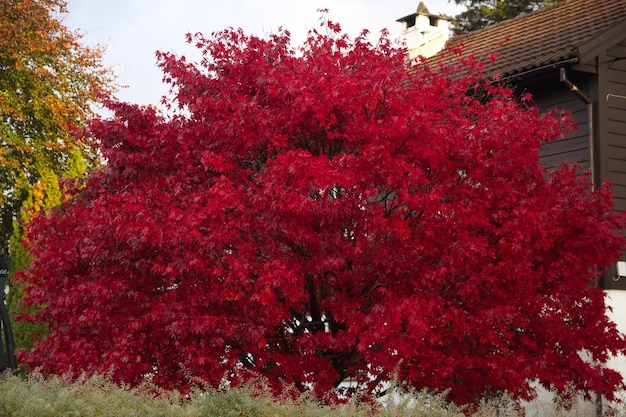 写真 家の近くで赤い花の木を低角度で眺める