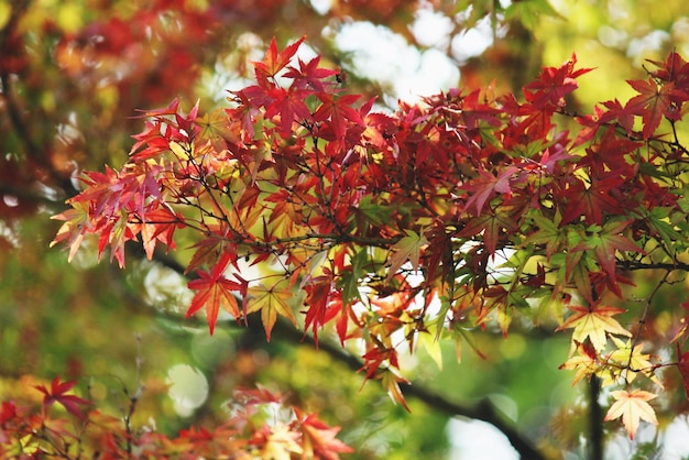 写真 枝の赤い葉を低角度で見る