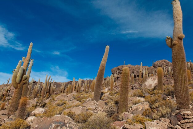 写真 青い空を背景にした岩の形成の低角度の景色