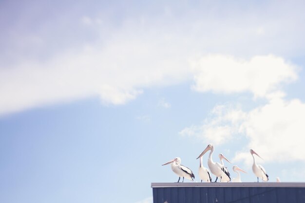 写真 空に照らして屋根の低角度の視点