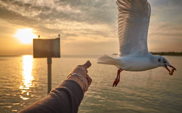 写真 夕暮れの空に照らされたカメの低角度の景色