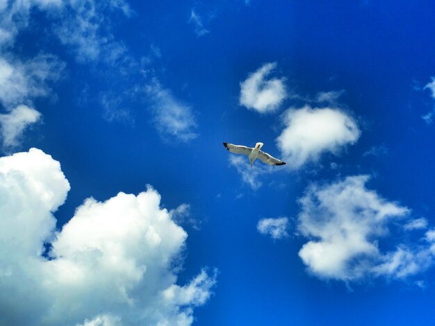 写真 青い空に照らして飛ぶカモの低角度の景色