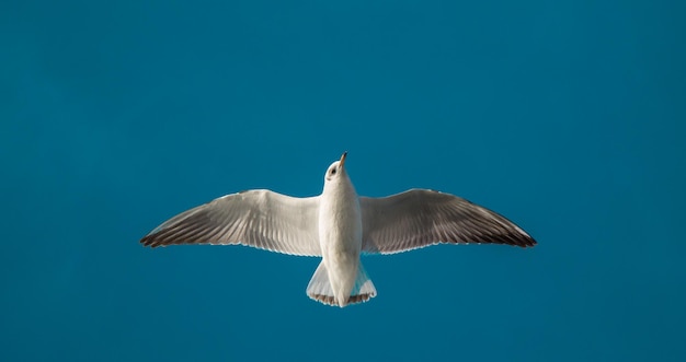 Фото Низкоугольный вид чайки, летящей на голубом небе